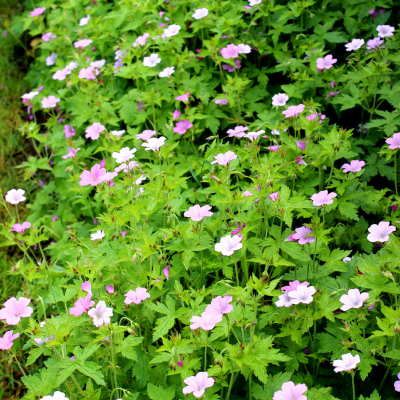Géranium vivace Wargrave Pink en mini-motte - Leaderplant