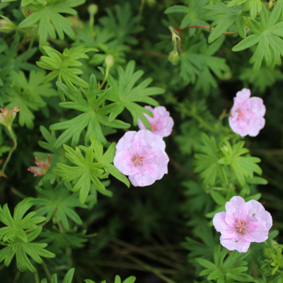Géranium vivace Wargrave Pink en mini-motte - Leaderplant