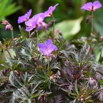 Géranium  vivace Femme Fatale ® - Leaderplant