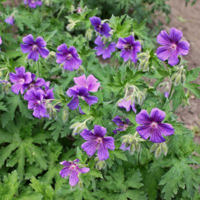 Géranium d'Ibérie  - Leaderplant