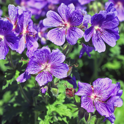 Géranium d'Ibérie  - Leaderplant