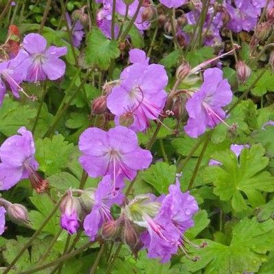 Géranium rose vif Karmina - Leaderplant