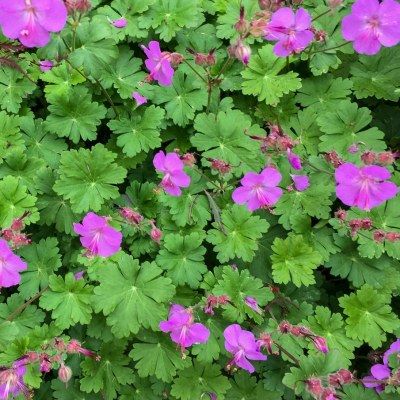 Géranium rose vif Karmina - Leaderplant