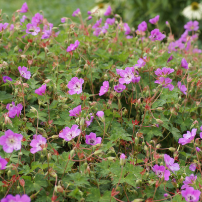 Geranium vivace KELLY ANN ® - Leaderplant