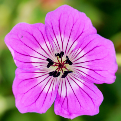 Geranium vivace KELLY ANN ® - Leaderplant