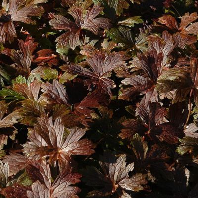 Géranium vivace Stormy Night ® - Leaderplant