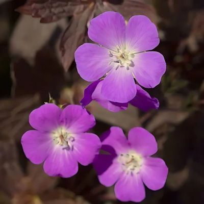 Géranium vivace Stormy Night ® - Leaderplant