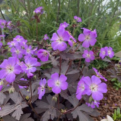 Géranium vivace Stormy Night ® - Leaderplant
