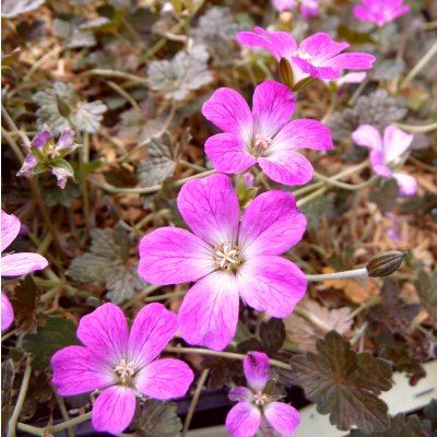 Géranium  vivace Orkney Cherry ® - Leaderplant