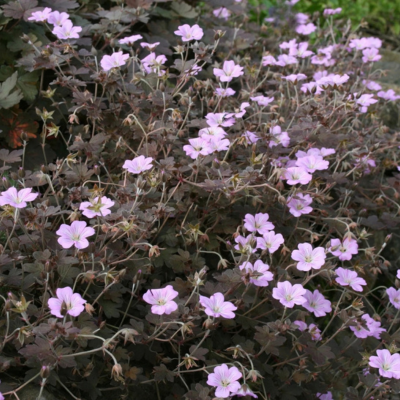 Géranium Vivace Dusky Crûg en mini-motte  - Leaderplant