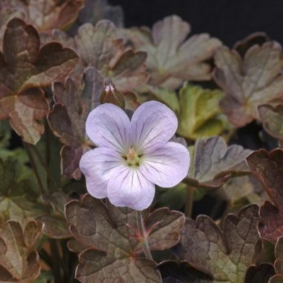 Géranium Vivace Dusky Crûg en mini-motte  - Leaderplant