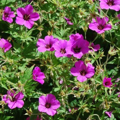 Geranium Patricia - Leaderplant