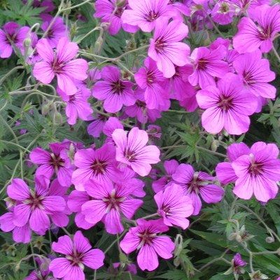 Geranium Patricia - Leaderplant