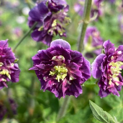 Géranium vivace  Joseph Green - Leaderplant