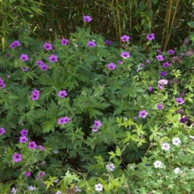 Géranium vivace Pink Penny ® - Leaderplant