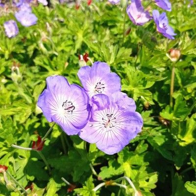 Géranium vivace Rozanne ® - Leaderplant