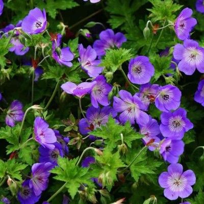 Géranium vivace Rozanne ® - Leaderplant