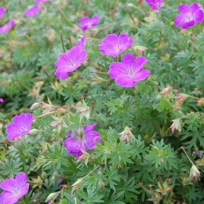 Géranium sanguin - Leaderplant