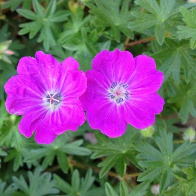 Géranium sanguin - Leaderplant