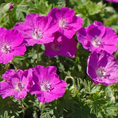Géranium sanguin - Leaderplant