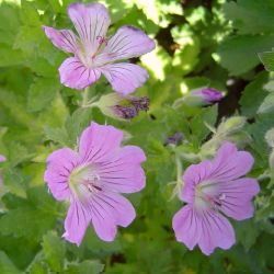 Géranium Sirak - Leaderplant