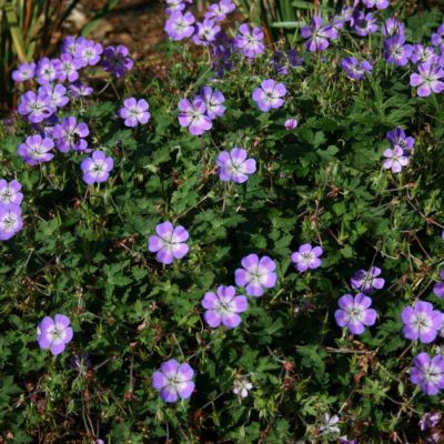 Géranium vivace Sweet Heidy ® - Leaderplant