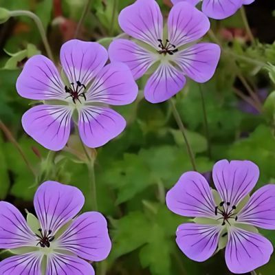 Géranium vivace Sweet Heidy ® - Leaderplant
