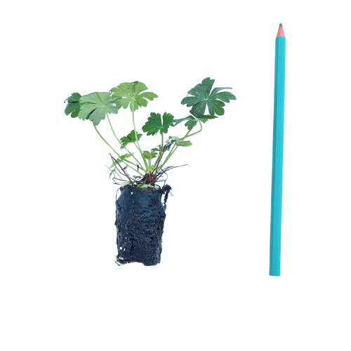 Géranium vivace Biokovo en mini-motte - Leaderplant