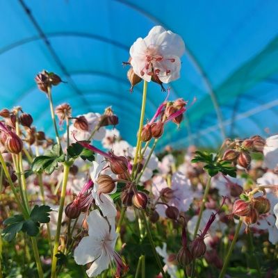 Géranium vivace Biokovo - Leaderplant