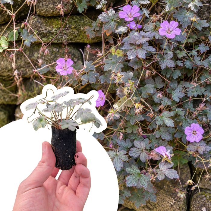 Géranium Vivace Dusky Crûg en mini-motte  - Leaderplant