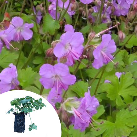 Géranium rose vif Karmina en mini-motte - Leaderplant