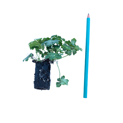 Géranium rose vif Karmina en mini-motte - Leaderplant