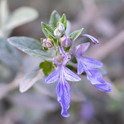 Germandrée arbustive - Teucrium - Leaderplant