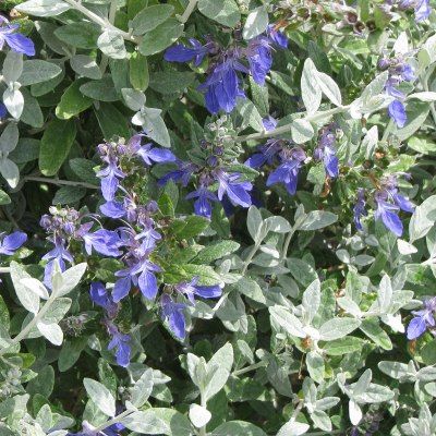 Germandrée arbustive - Teucrium - Leaderplant