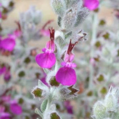 Germandrée maritime - Teucrium - Leaderplant