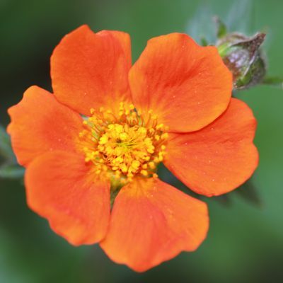 Benoîte Borisii - Leaderplant