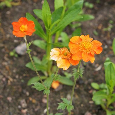 Benoîte Borisii - Leaderplant