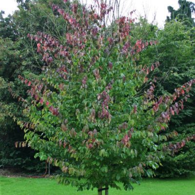 Arbre de fer Vanessa - Leaderplant