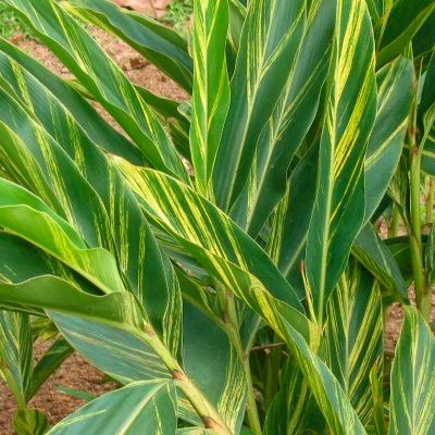 Gingembre à feuillage panaché - Leaderplant