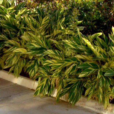Gingembre à feuillage panaché - Leaderplant