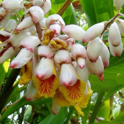 Gingembre à feuillage panaché - Leaderplant