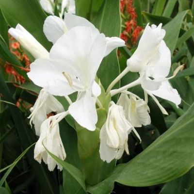Gingembre sauvage blanc - Leaderplant