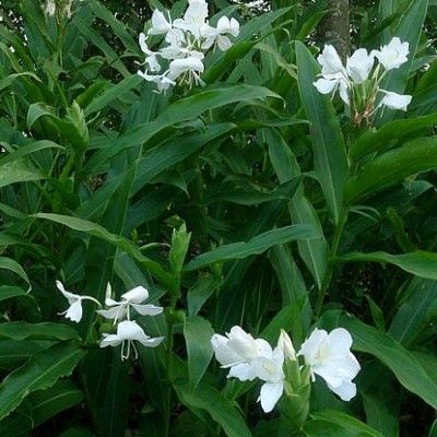 Gingembre sauvage blanc - Leaderplant