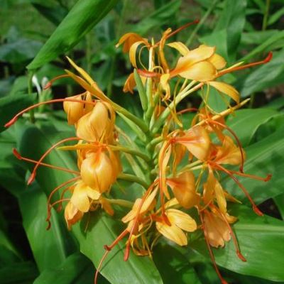 Gingembre sauvage orange - Leaderplant