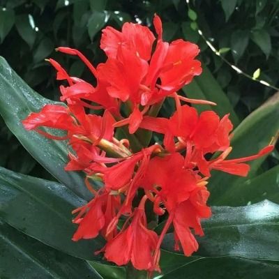 Gingembre sauvage rouge - Leaderplant