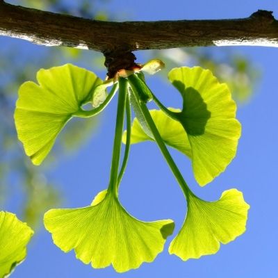 Gingko biloba - Arbre aux 40 écus - Leaderplant