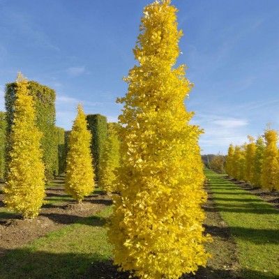 Gingko Menhir colonnaire - Arbre aux 40 écus - Leaderplant