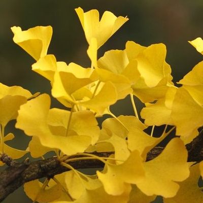 Gingko Menhir colonnaire - Arbre aux 40 écus - Leaderplant