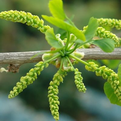 Gingko biloba - Arbre aux 40 écus - Leaderplant