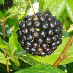 Ginseng russe / éleuthérocoque - Leaderplant